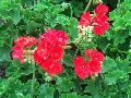 Allure Hot Coral Geranium / Pelargonium hortorum 